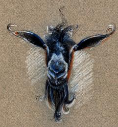 Bluegoat